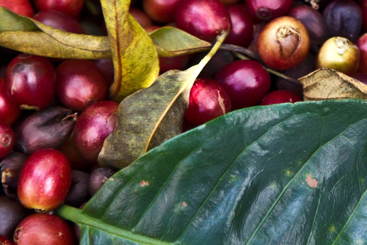 Freshly harvested coffee cherries.